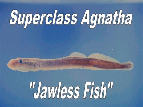 agnatha fishes|Superclass Agnatha: Jawless Fishes .